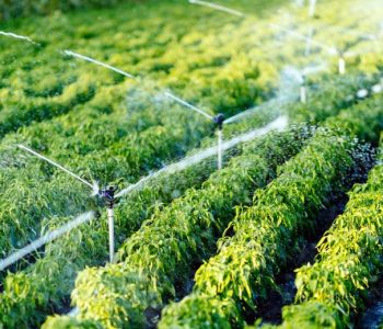 riego-por-aspersion-e1653345087138-1024x519-1.jpeg