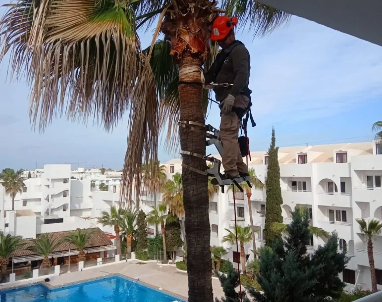Trabajo de tala y poda de árboles realizado por Cultivos Pima
