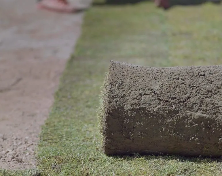 Césped natural instalado y mantenido por Cultivos Pima