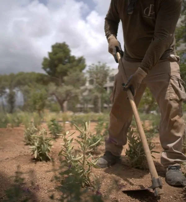 Mantenimiento de jardines en Mallorca