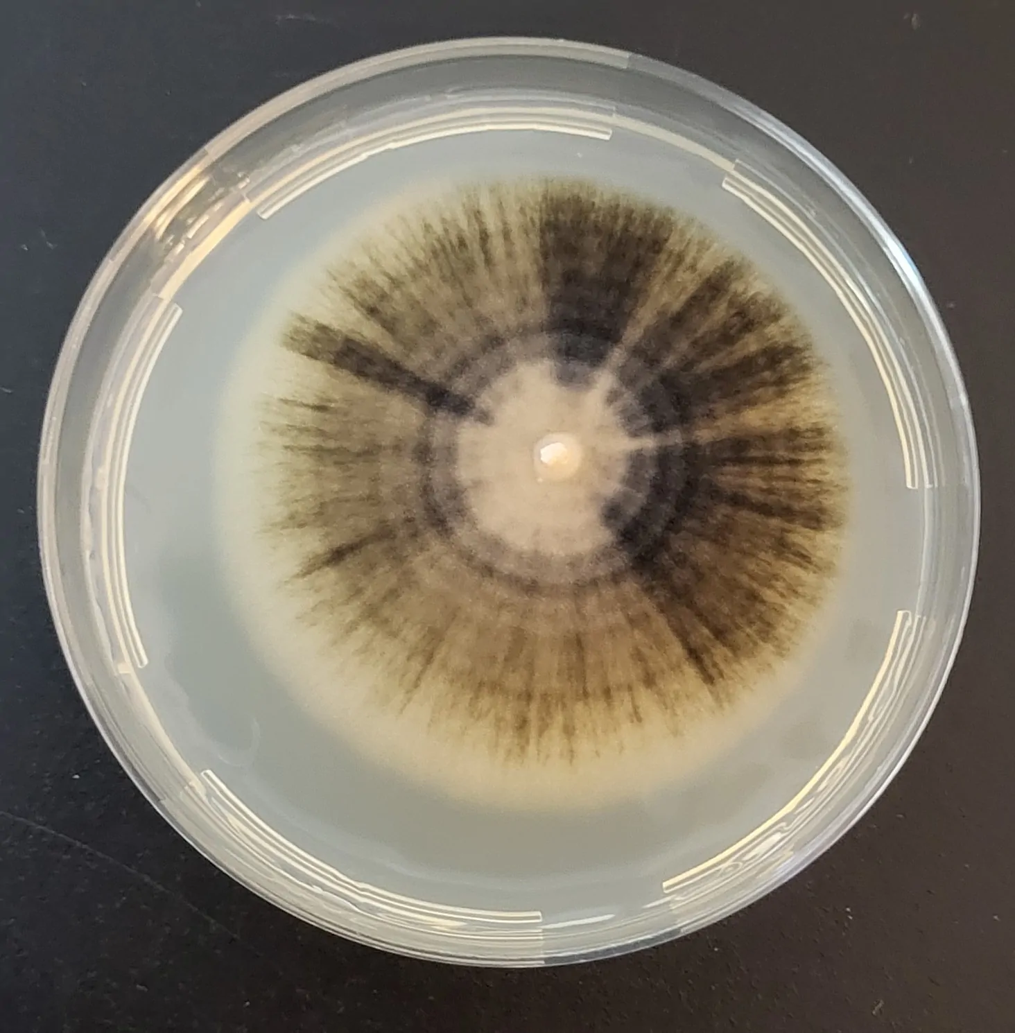 Colonia de Aureobasidium melanogenum en MEA