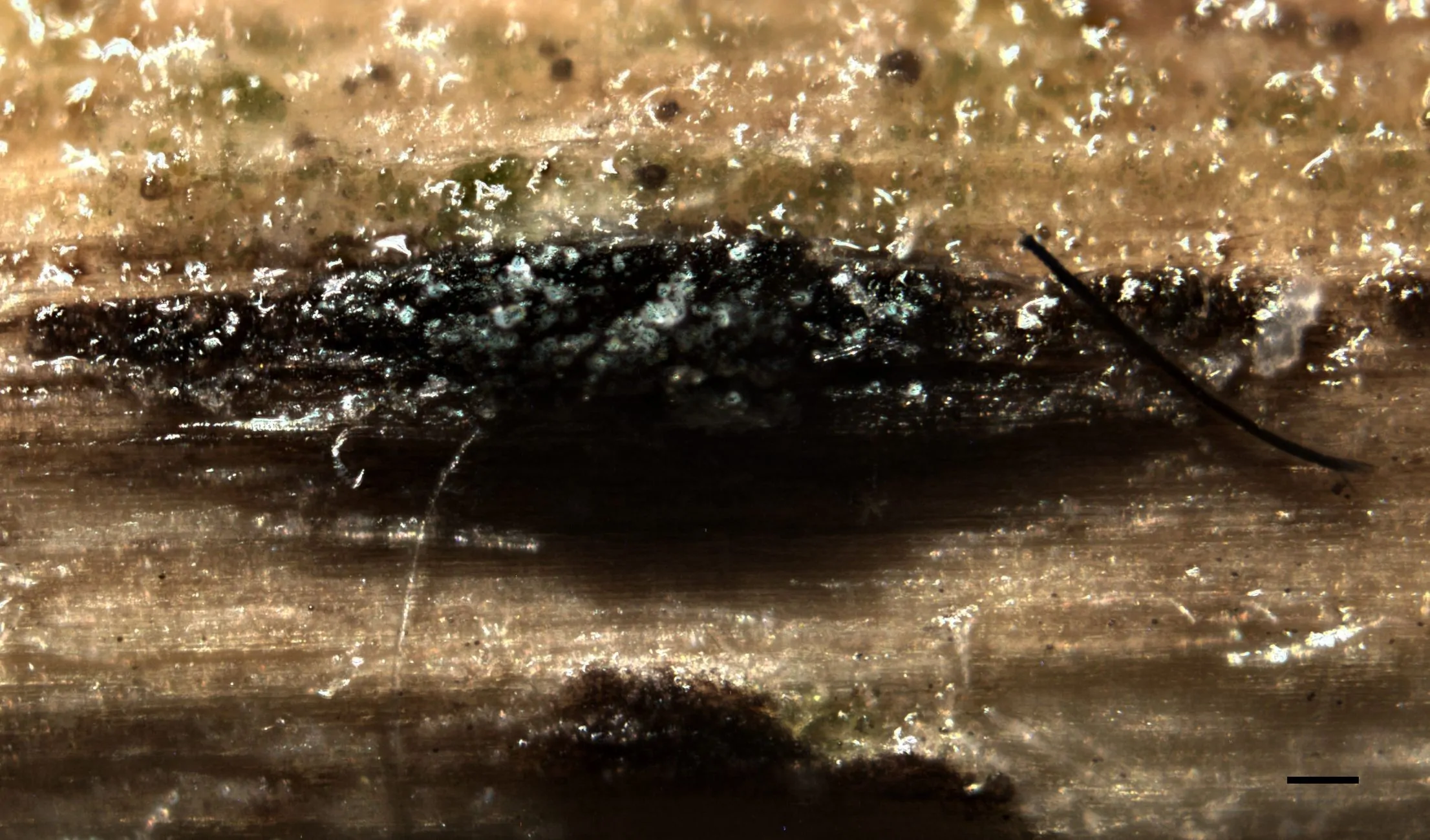 Estroma de Apiospora marii sobre Phragmites australis