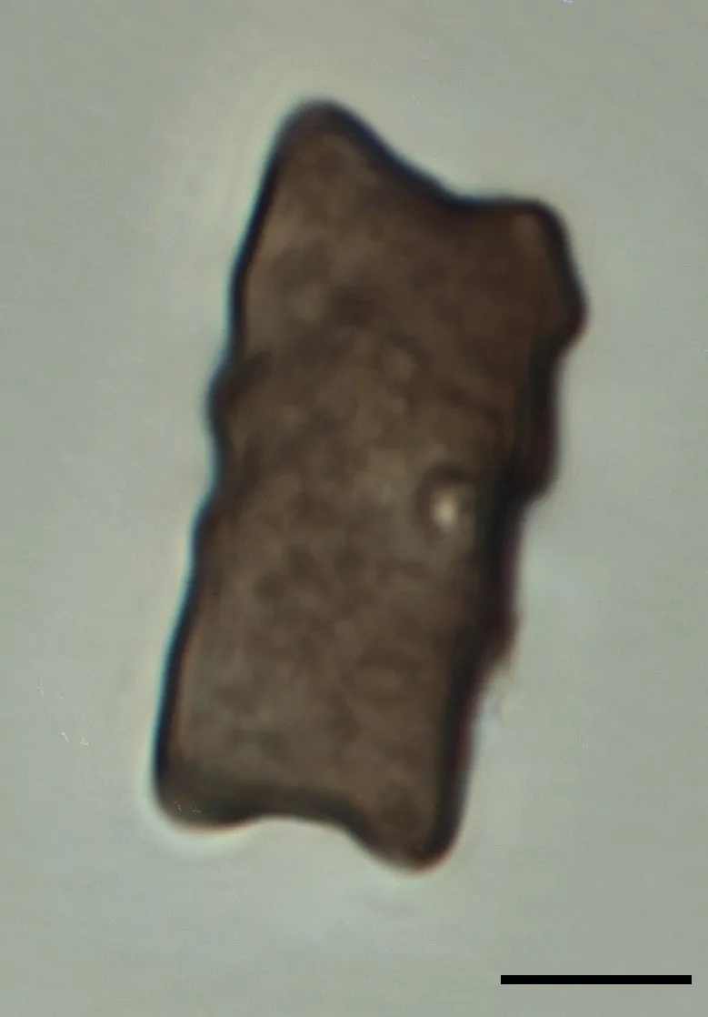 Conidio de Arthrinium fuckelii