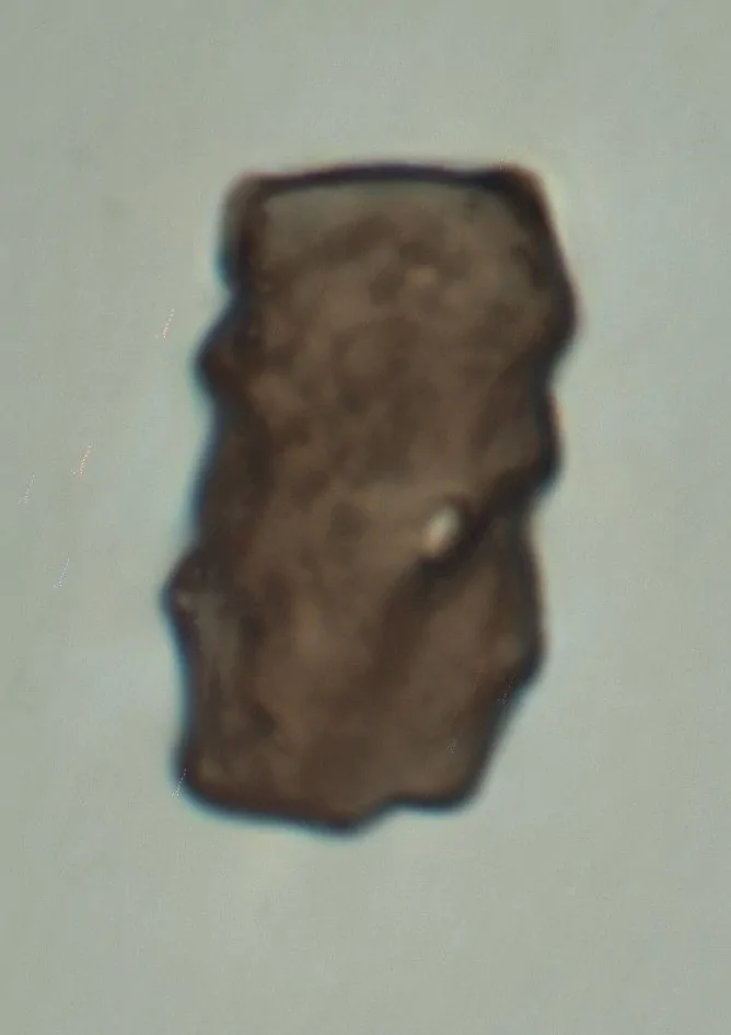 Conidios de Arthrinium fuckelii