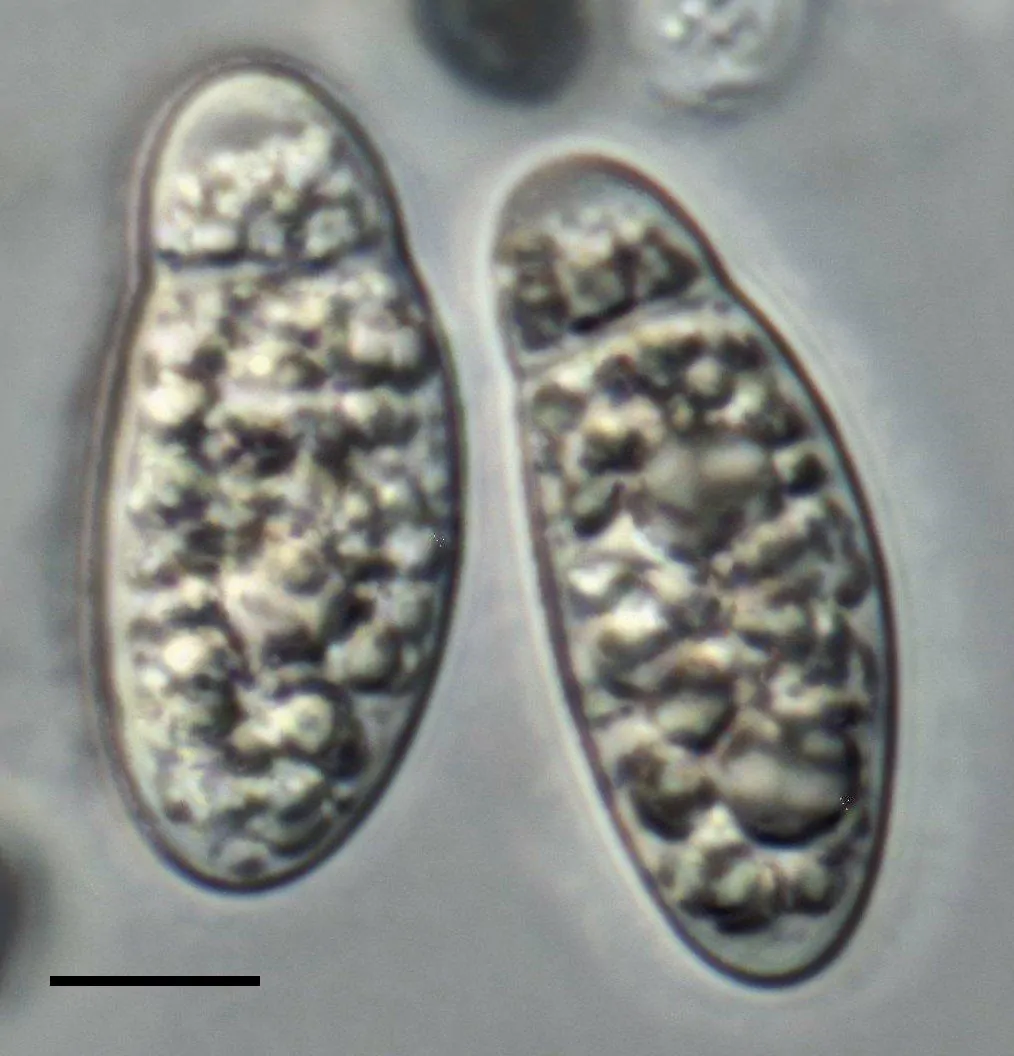 Ascosporas de Apiospora descalsii