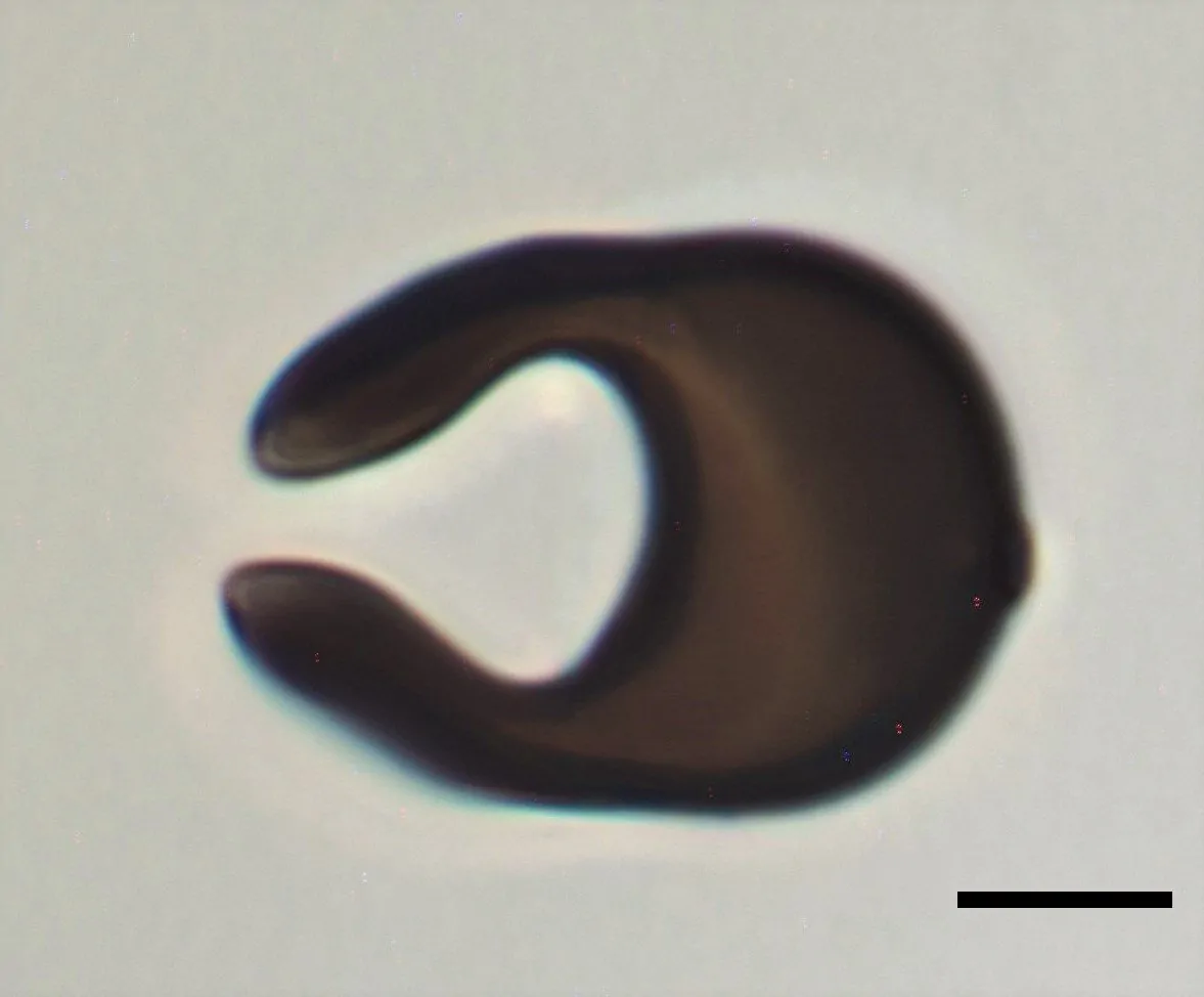 Conidio de Arthrinium luzulae
