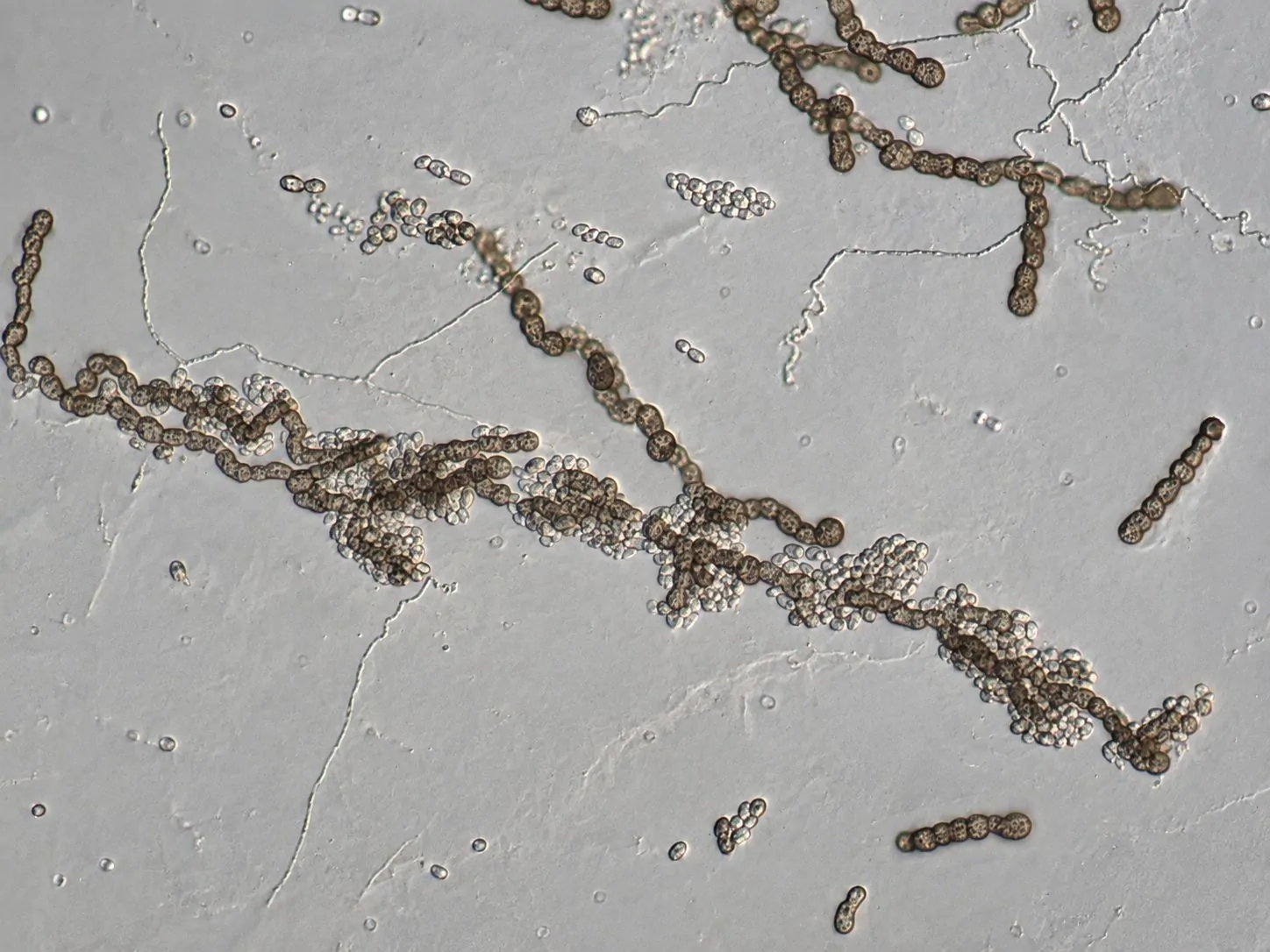 Formación de conidios de Aureobasidium melanogenum