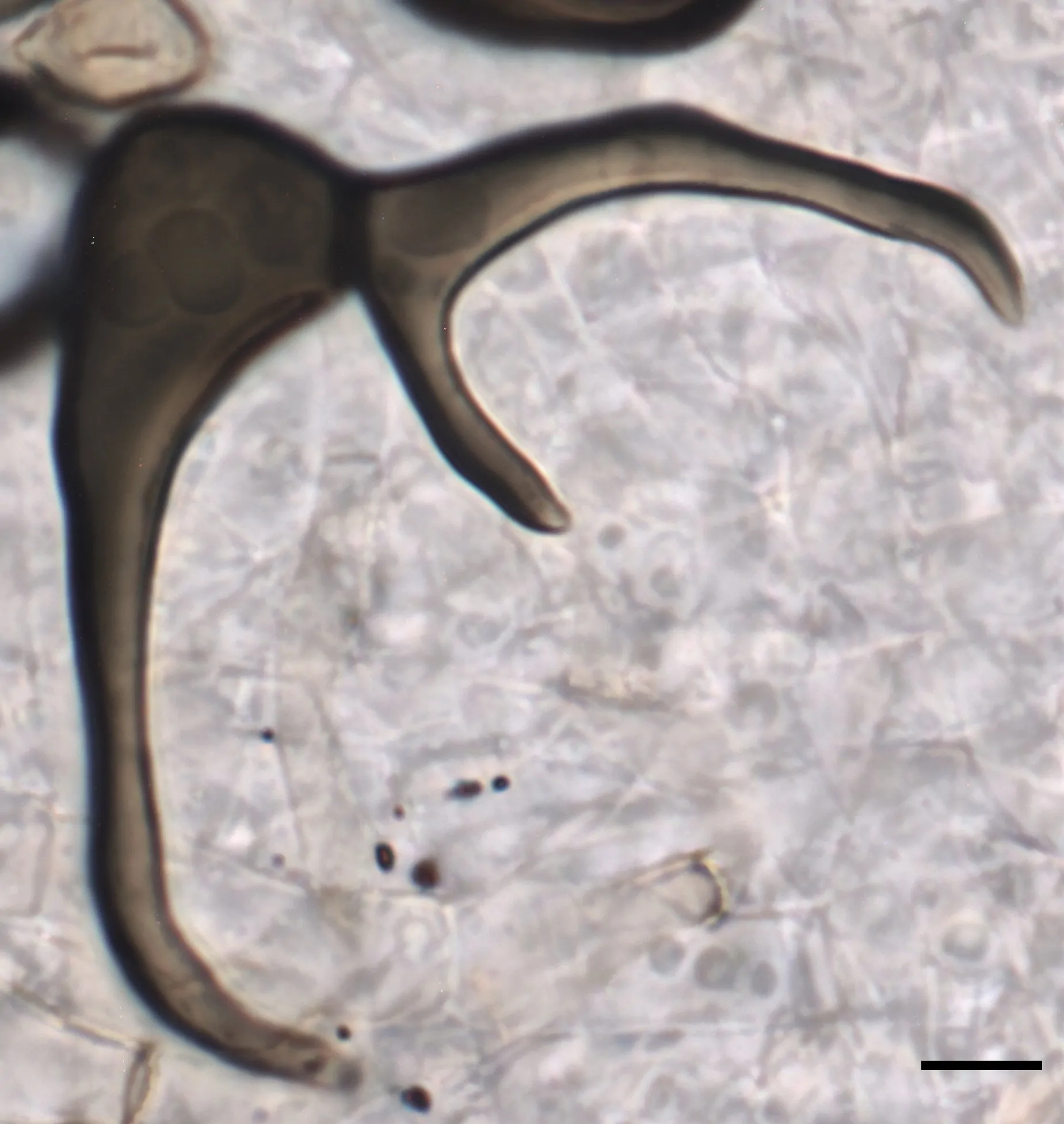 Conidio aberrante de Arthrinium luzulae
