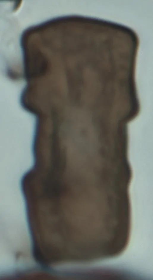 Conidio de Arthrinium fuckelii