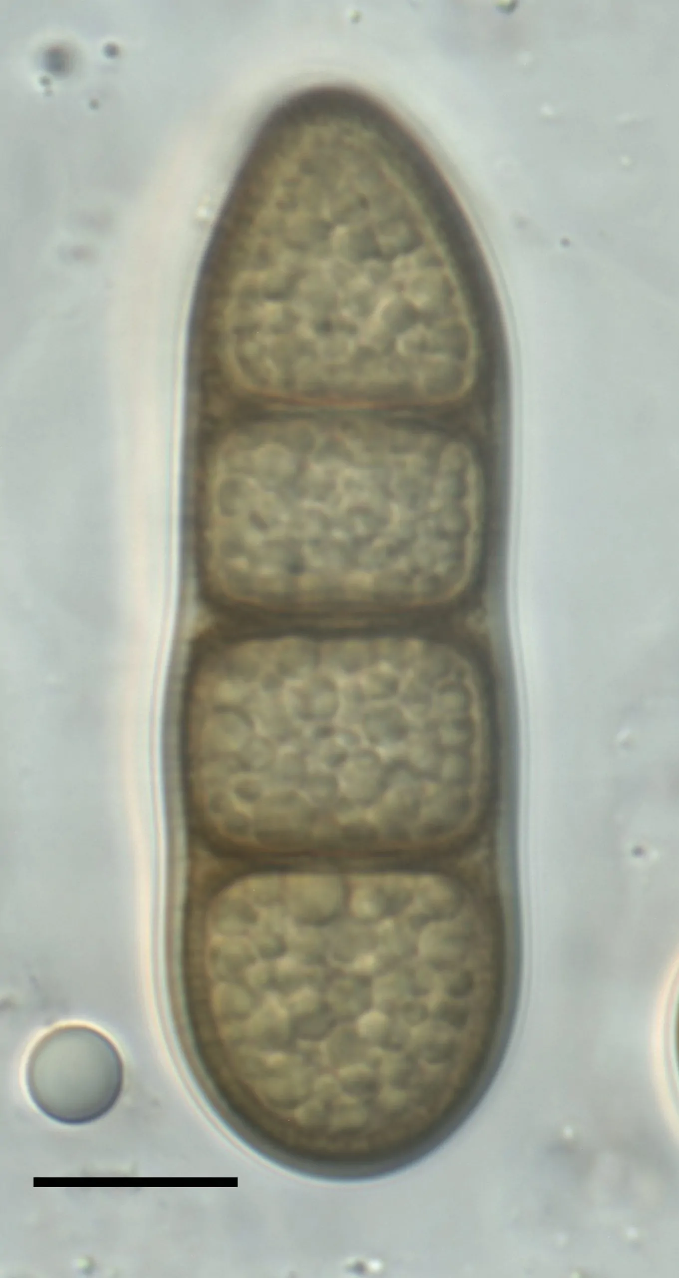 Conidio de Macrodiplodiopsis desmazieri