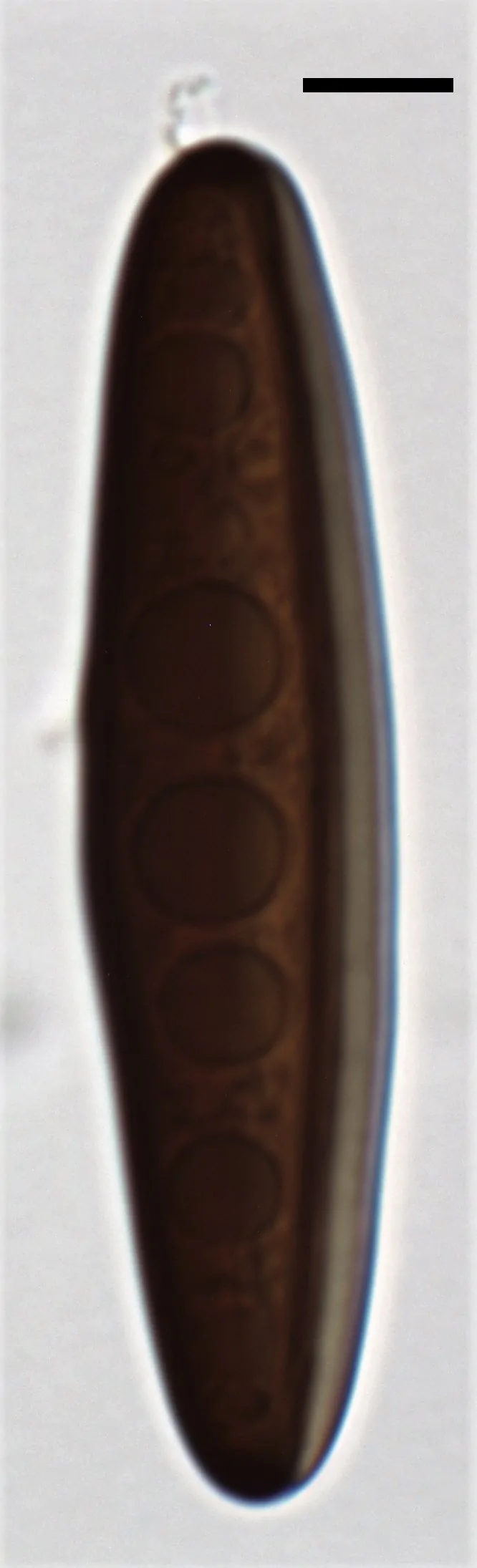 Conidio de Arthrinium caricicola