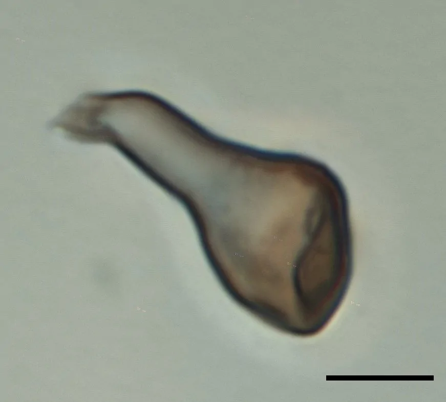 Células estériles de Arthrinium fuckelii