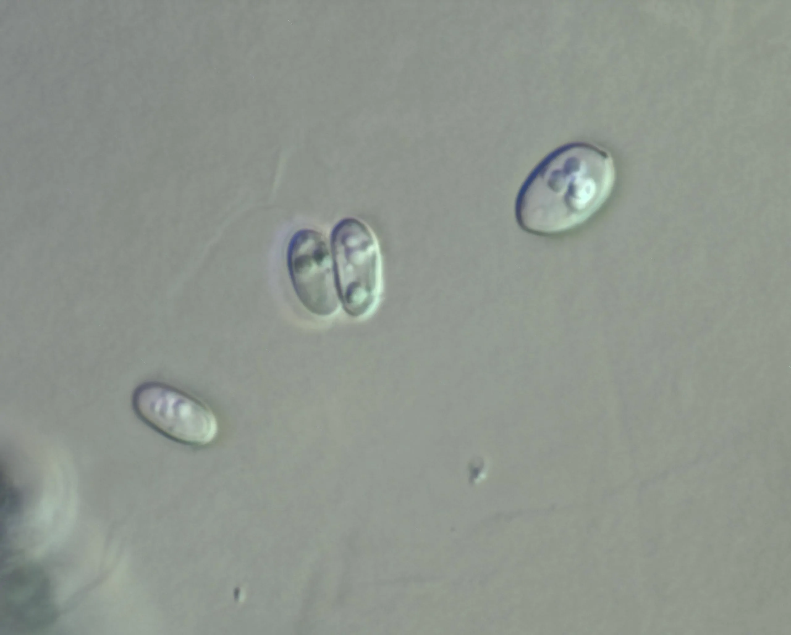 Conidios hialinos de Aureobasidium melanogenum