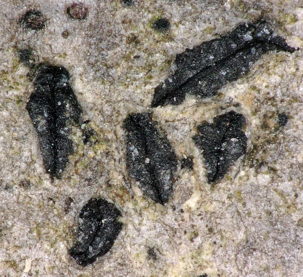 Stigmatodiscus labiatus