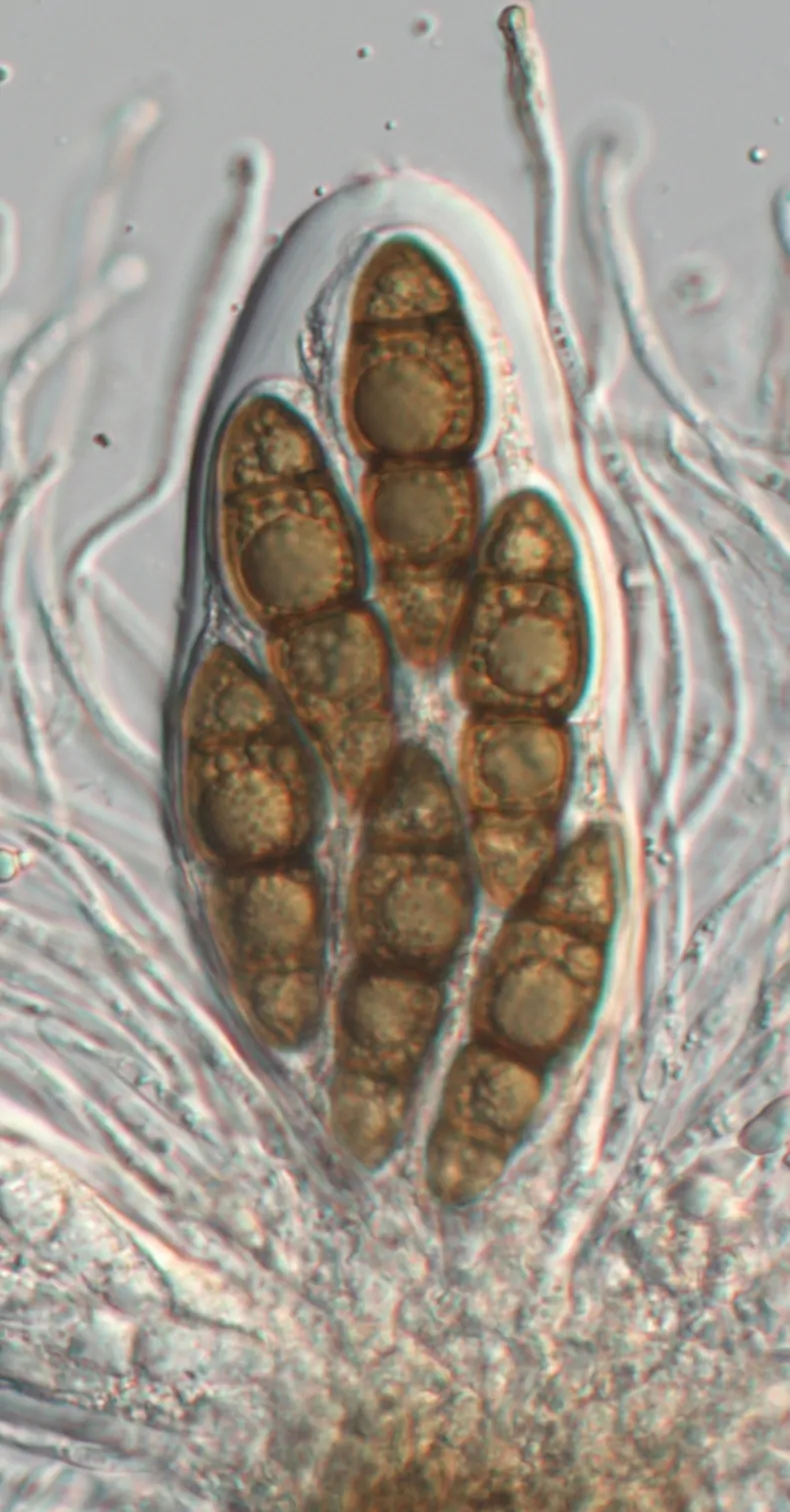Ascos de Stigmatodiscus pinicola