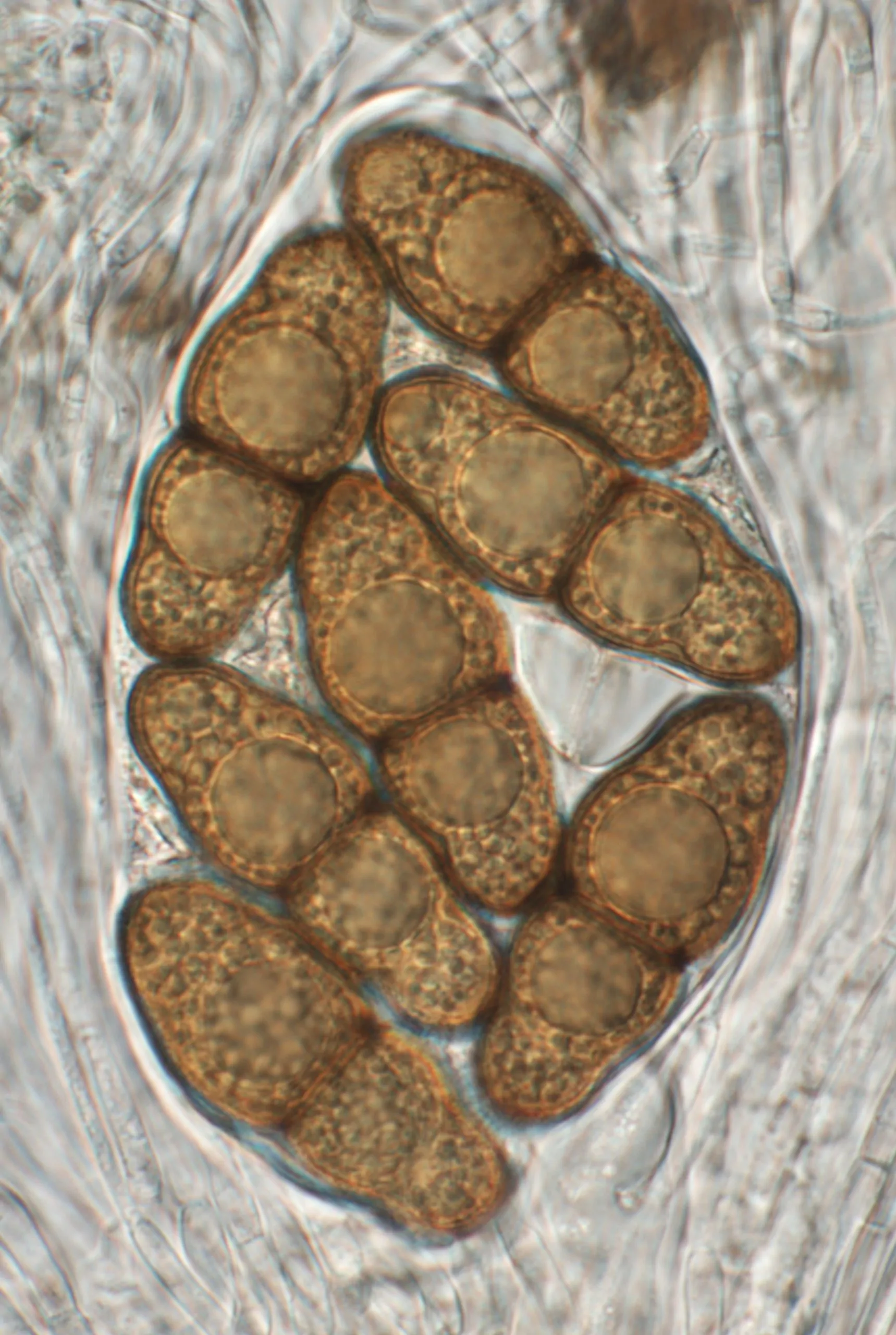 Asco de Stigmatodiscus labiatus