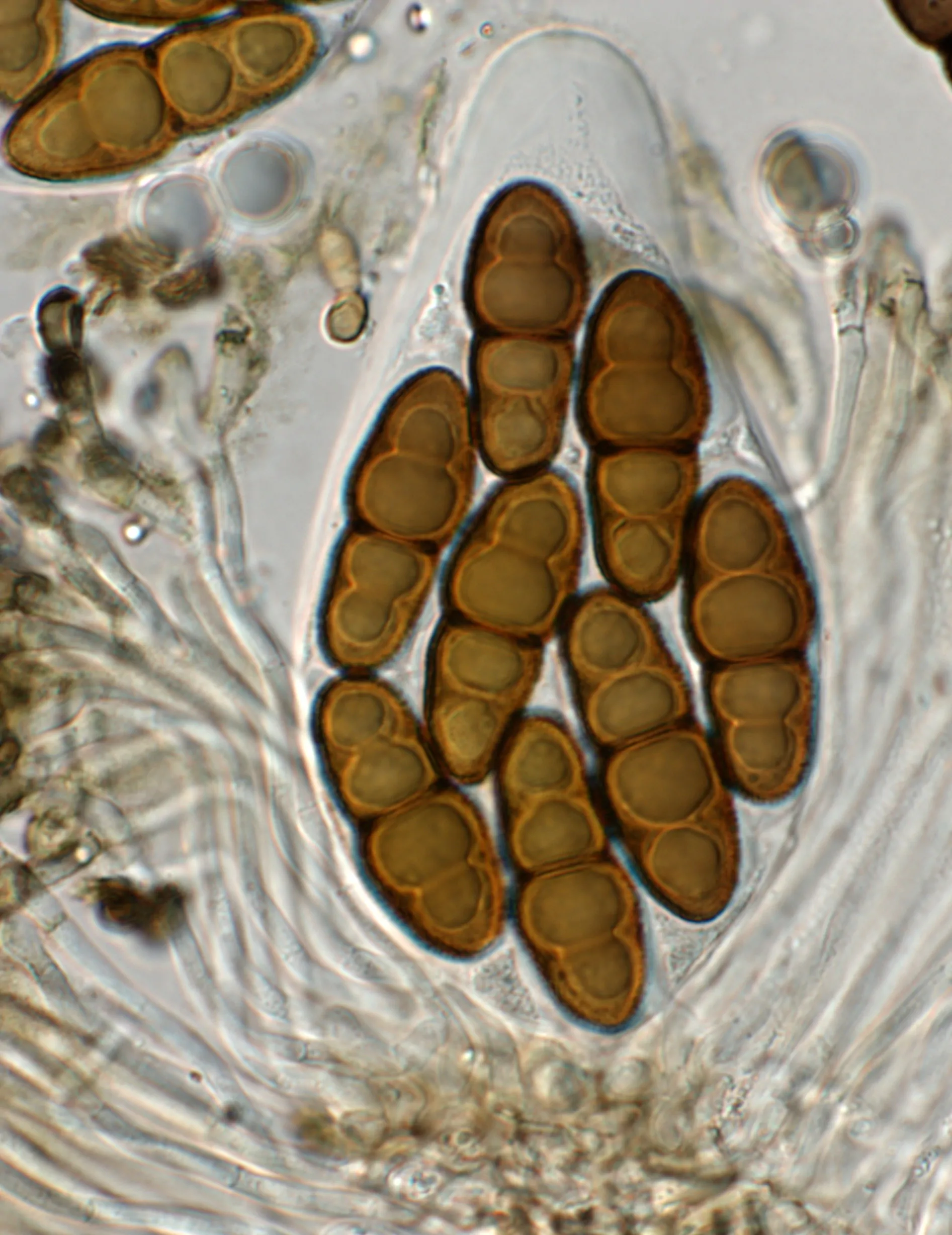 Asco de Stigmatodiscus oculatus