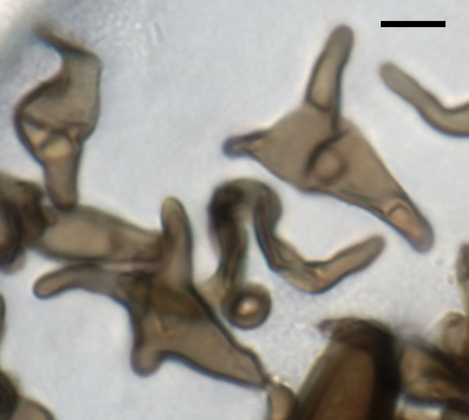 Células estériles de Arthrinium caricicola
