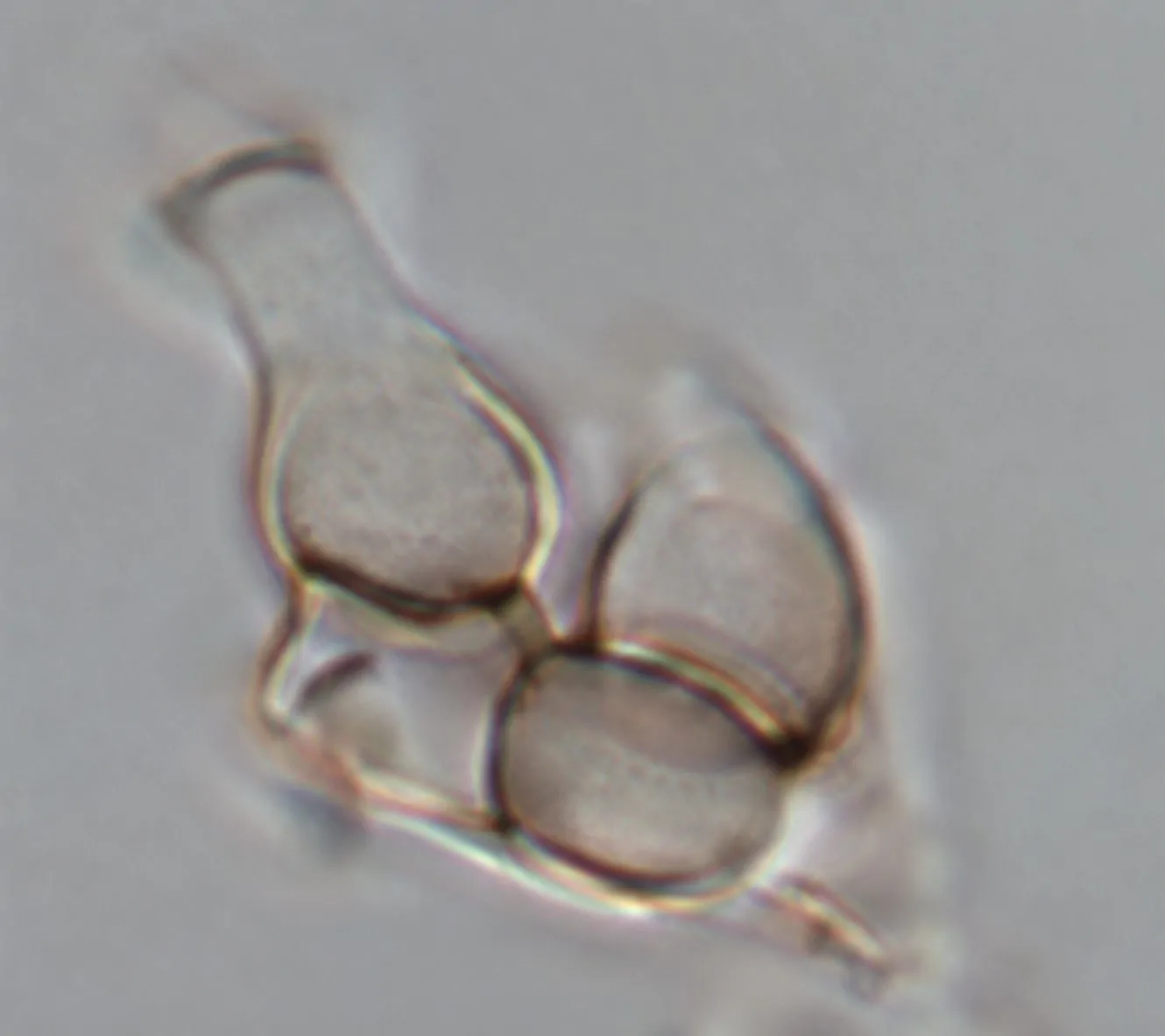 Célula madre del conidióforo de Arthrinium austriacum
