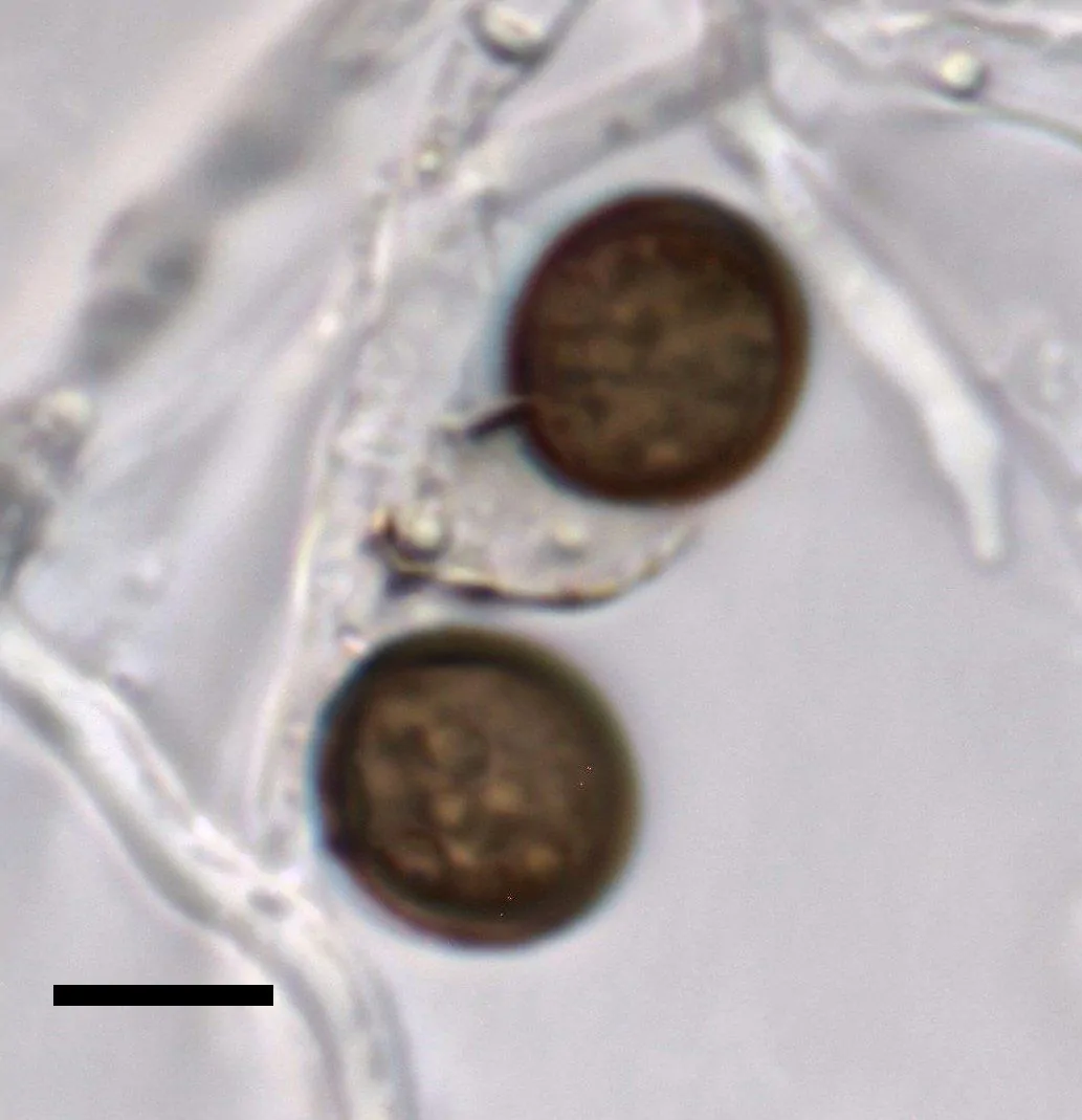 Conidios de Apiospora descalsii