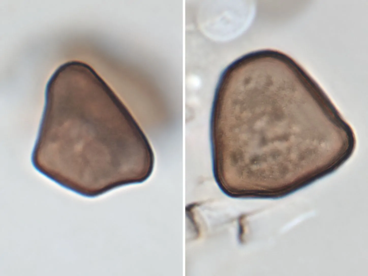 Conidios de Arthrinium austriacum