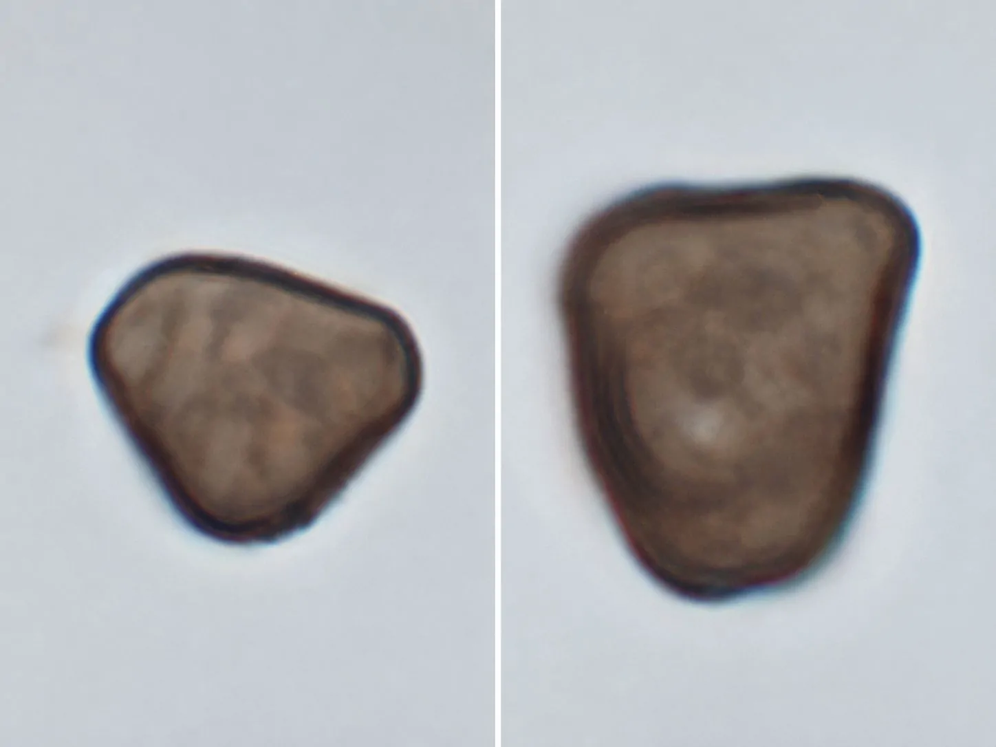 Conidio de Arthrinium austriacum