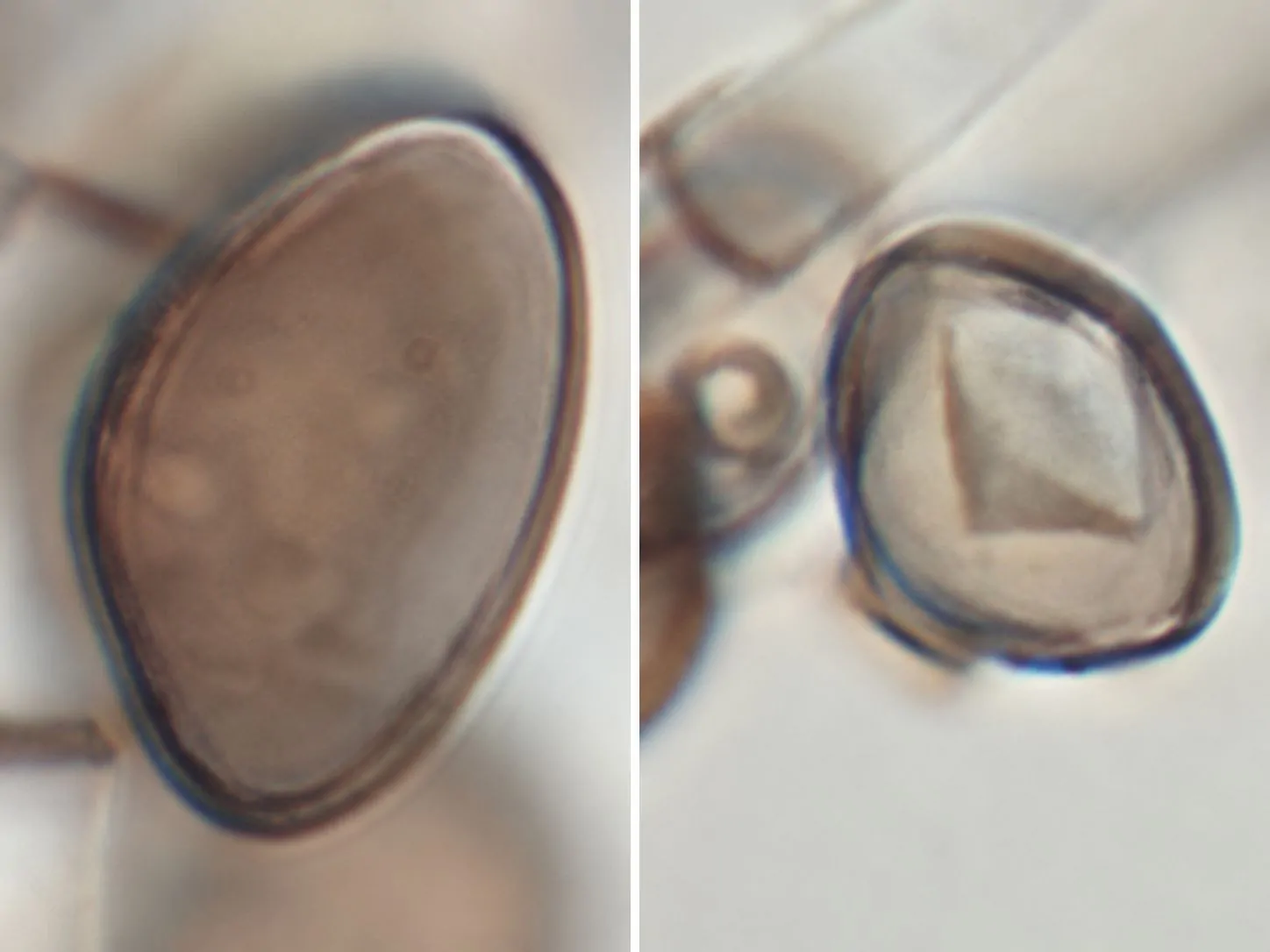 Conidio con célula estéril de Arthrinium austriacum