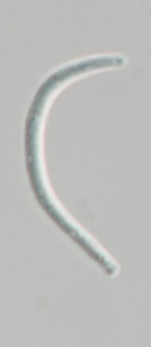 Conidio de Stigmatodiscus pinicola