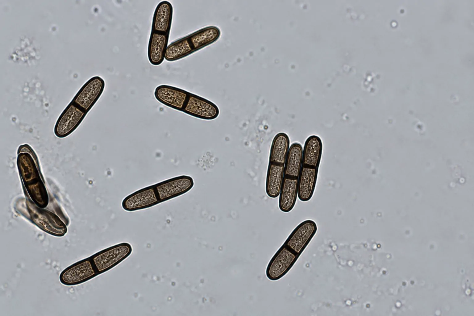 Conidios bicelulares de Triadelphia pulvinata