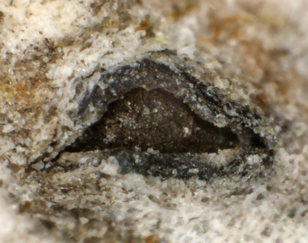 Ascoma de Stigmatodiscus oculatus