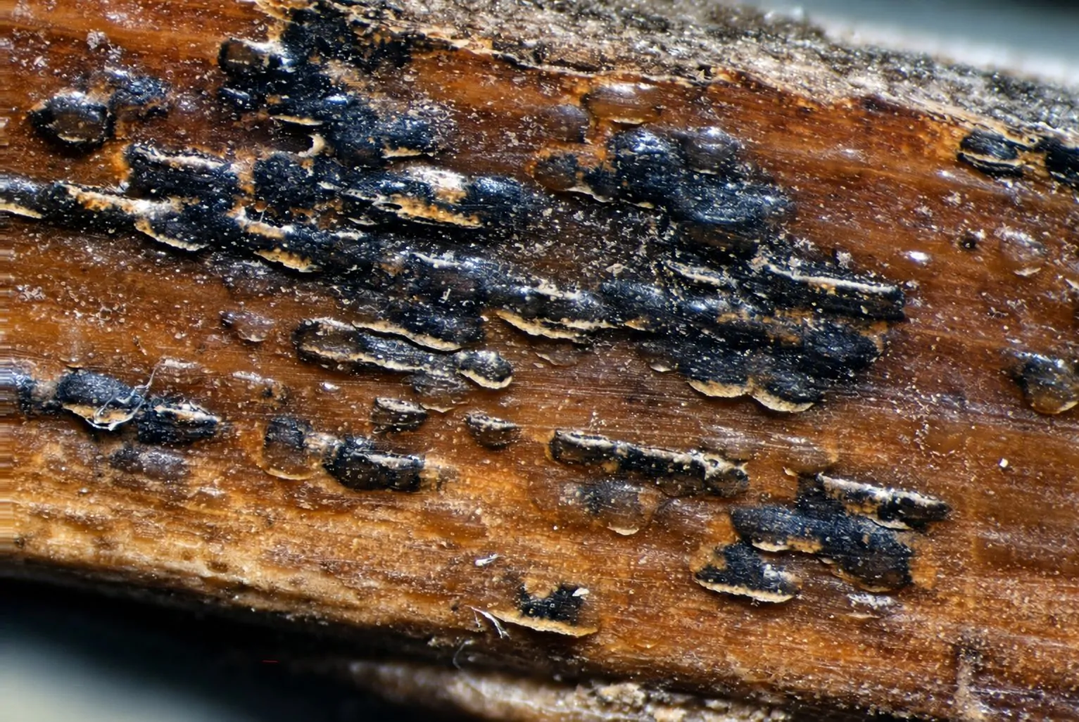 Picnidios de Neodeightonia phoenicum sobre raquis de Phoenix canariensis