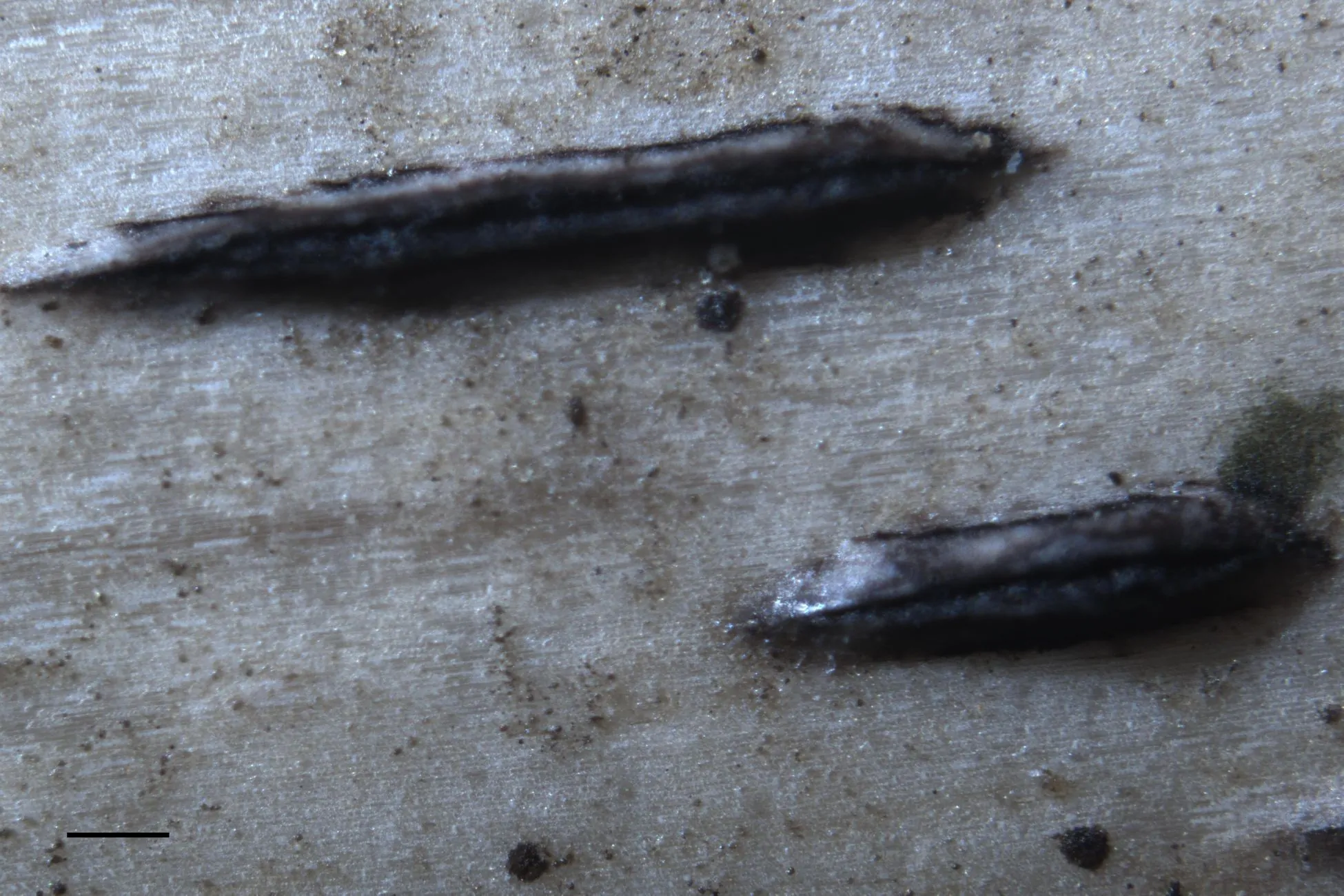 Estroma de Apiospora italica