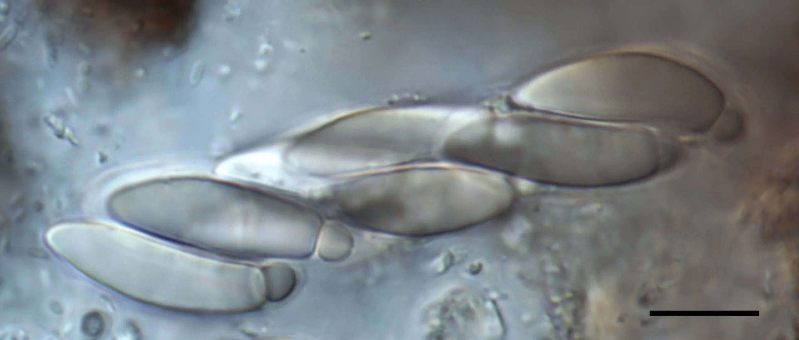Ascos con ascosporas de Apiospora italica