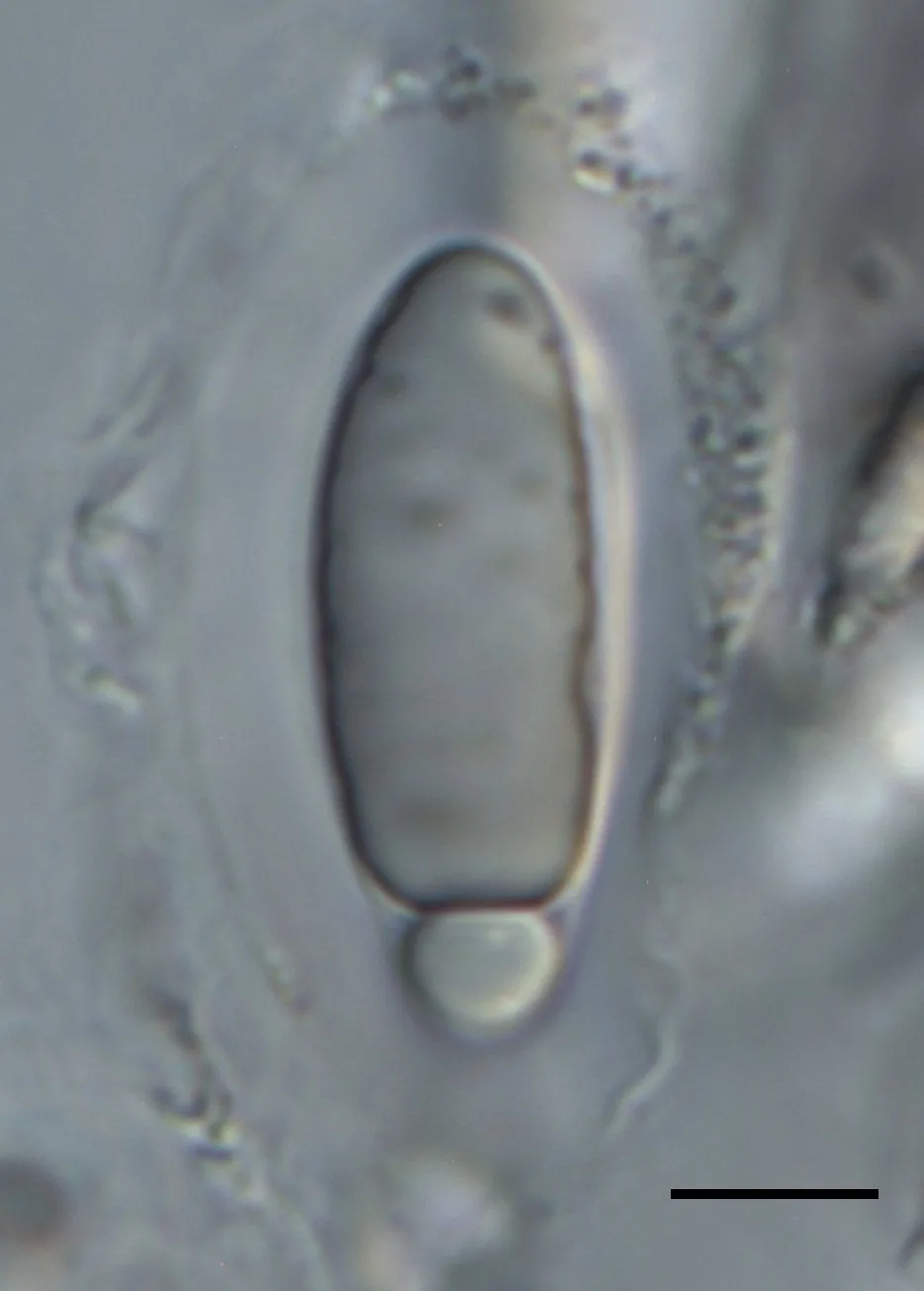 Ascosporas con vaina gelatinosa de Apiospora italica