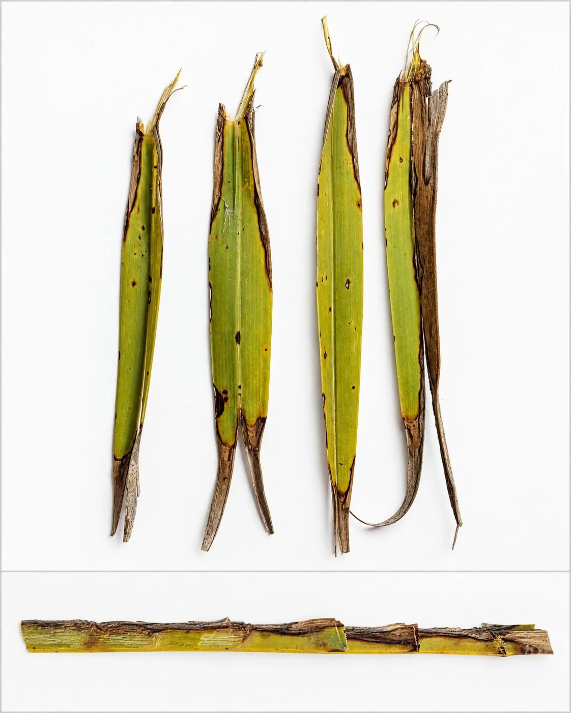 Lesiones asociadas a Coniothyrium palmarum en Phoenix dactylifera