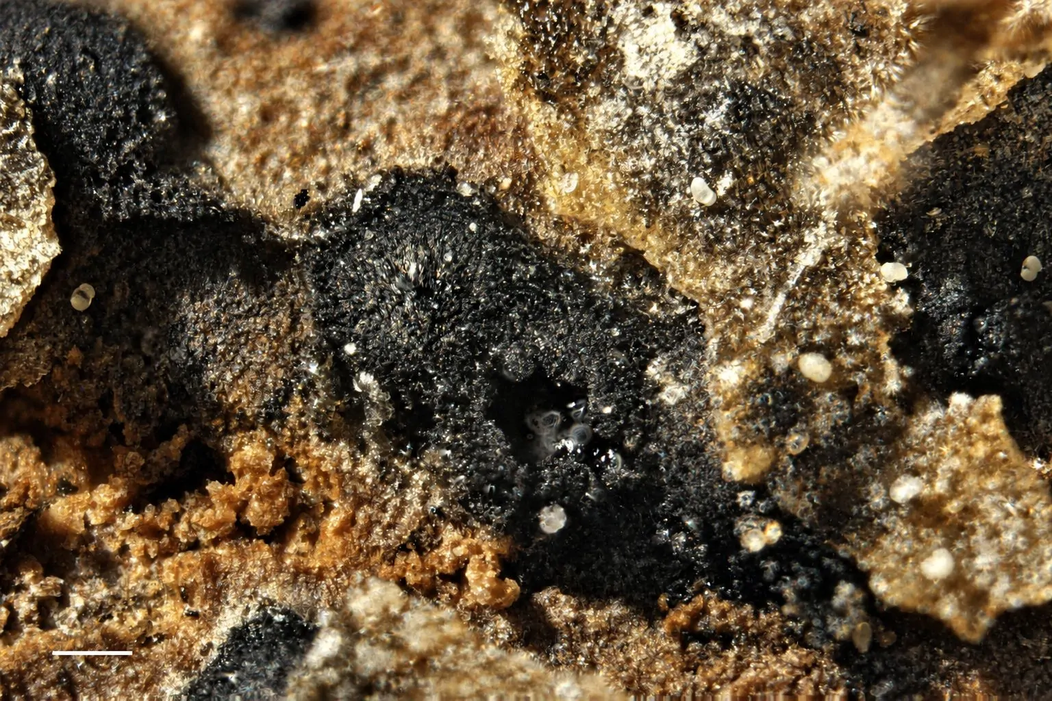 Conidioma de Macrodiplodiopsis desmazieri sobre Platanus × hispanica