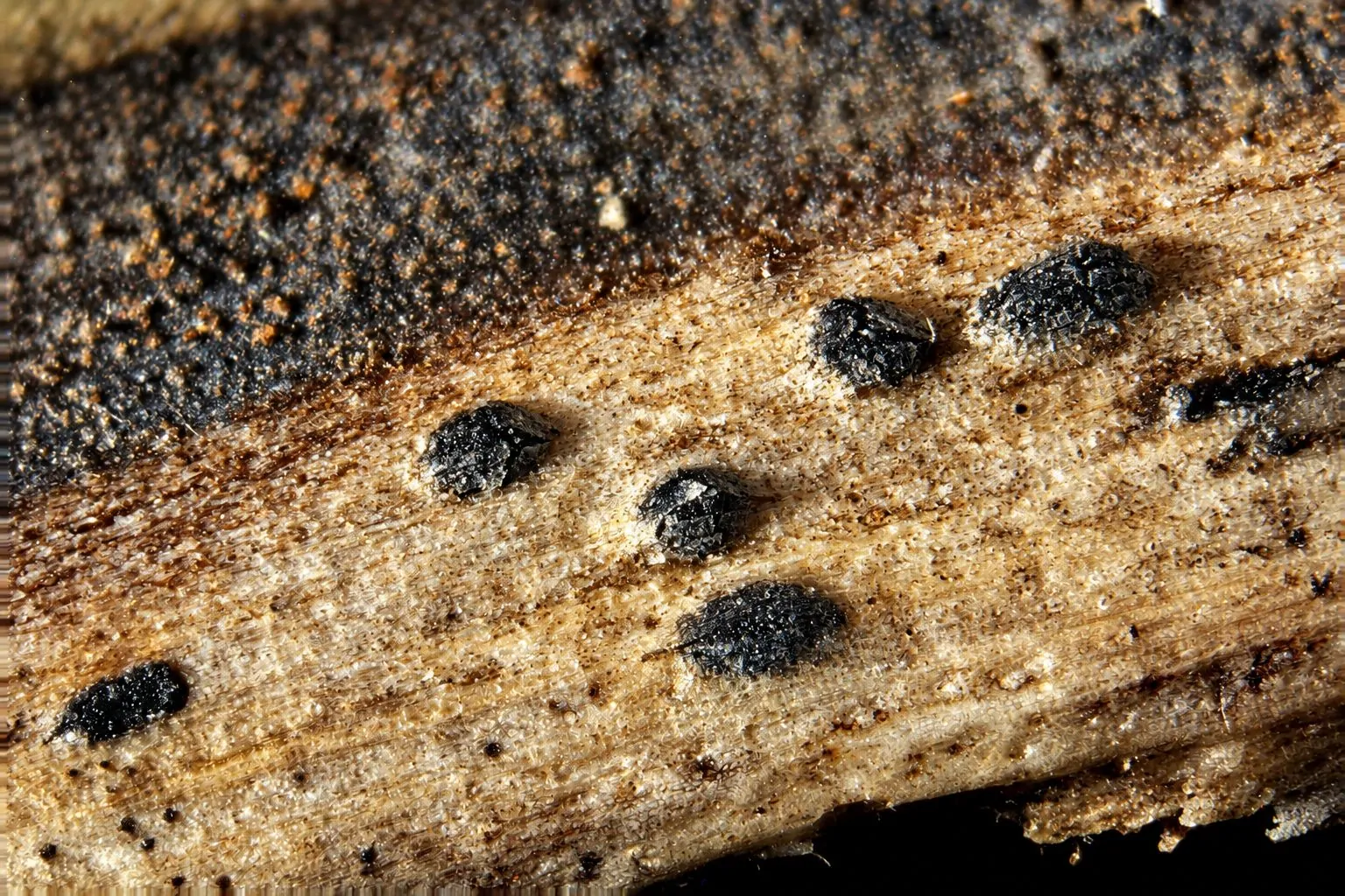 Picnidios de Coniothyrium palmarum