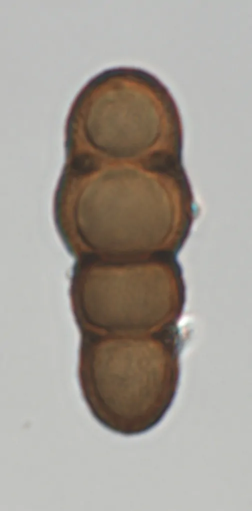 Ascospora de Stigmatodiscus oculatus
