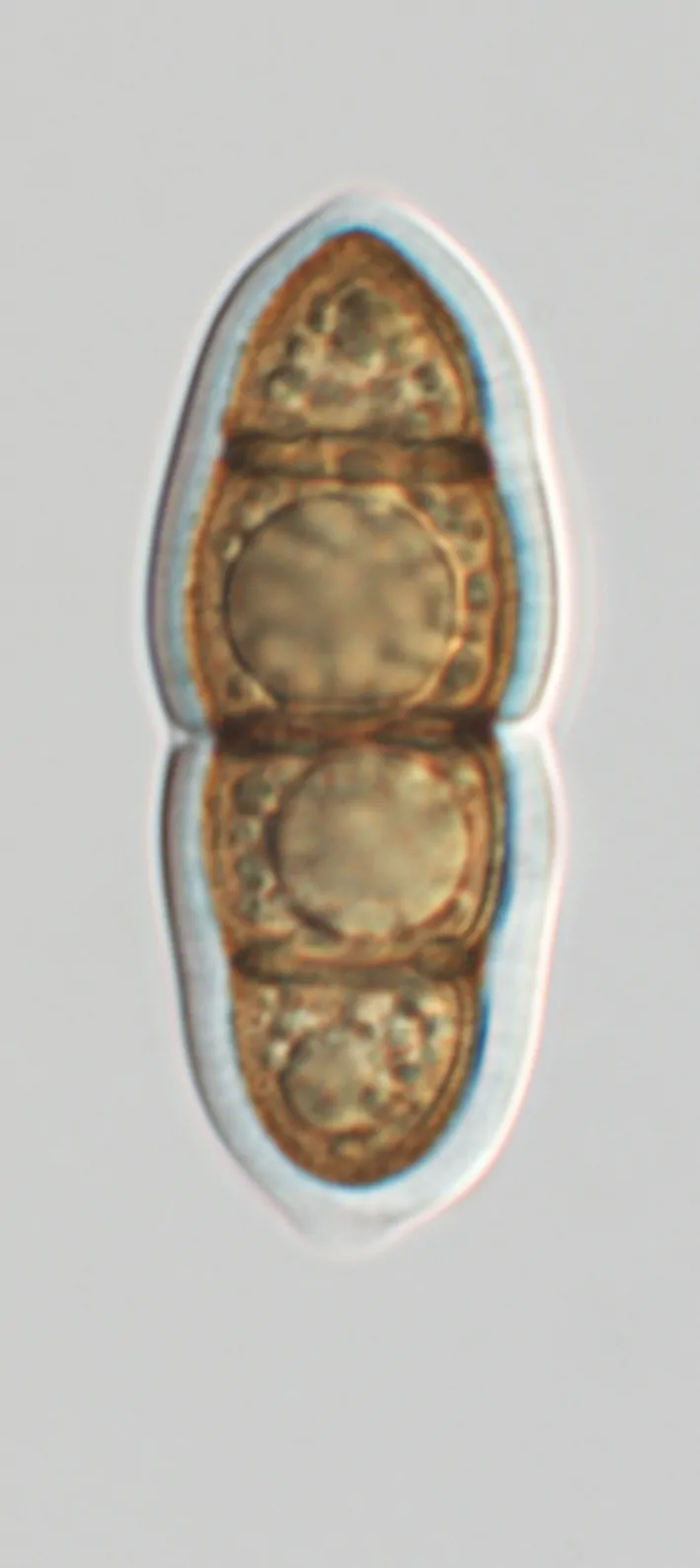 Ascospora de Stigmatodiscus pinicola