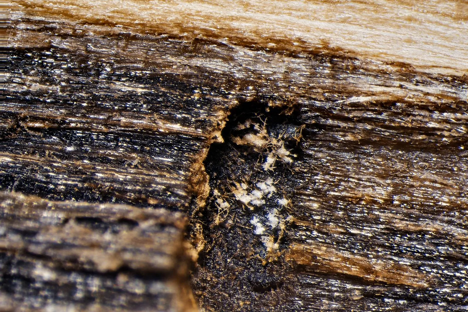 Galería de Xylosandrus compactus en tallo de Ceratonia siliqua.