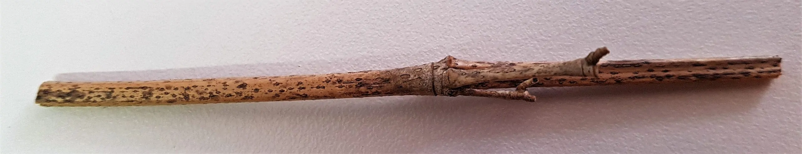 Acérvulos de Apiospora rasikravindrae sobre Phyllostachys aurea