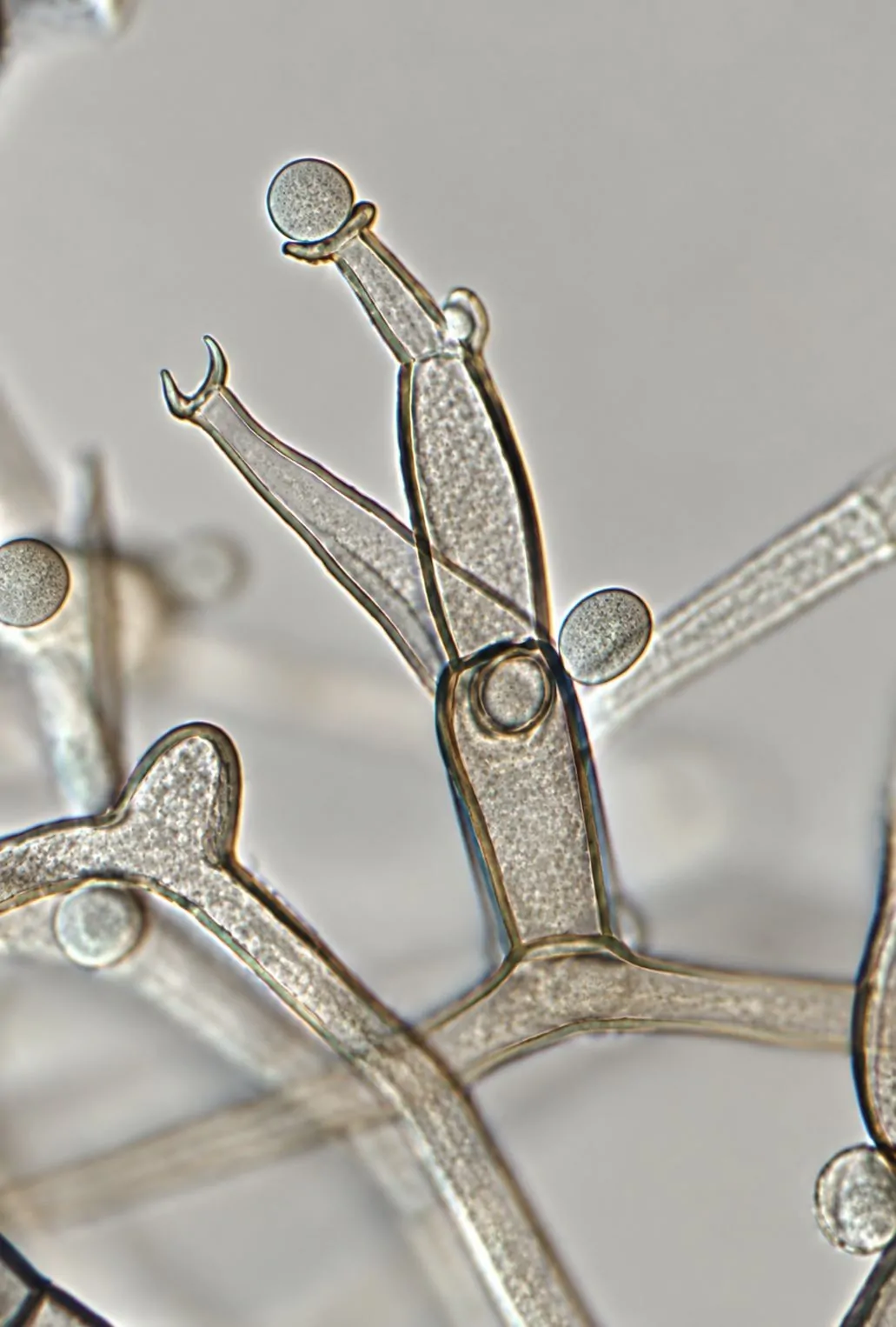 Fiálides de Pleurostoma richardsiae.