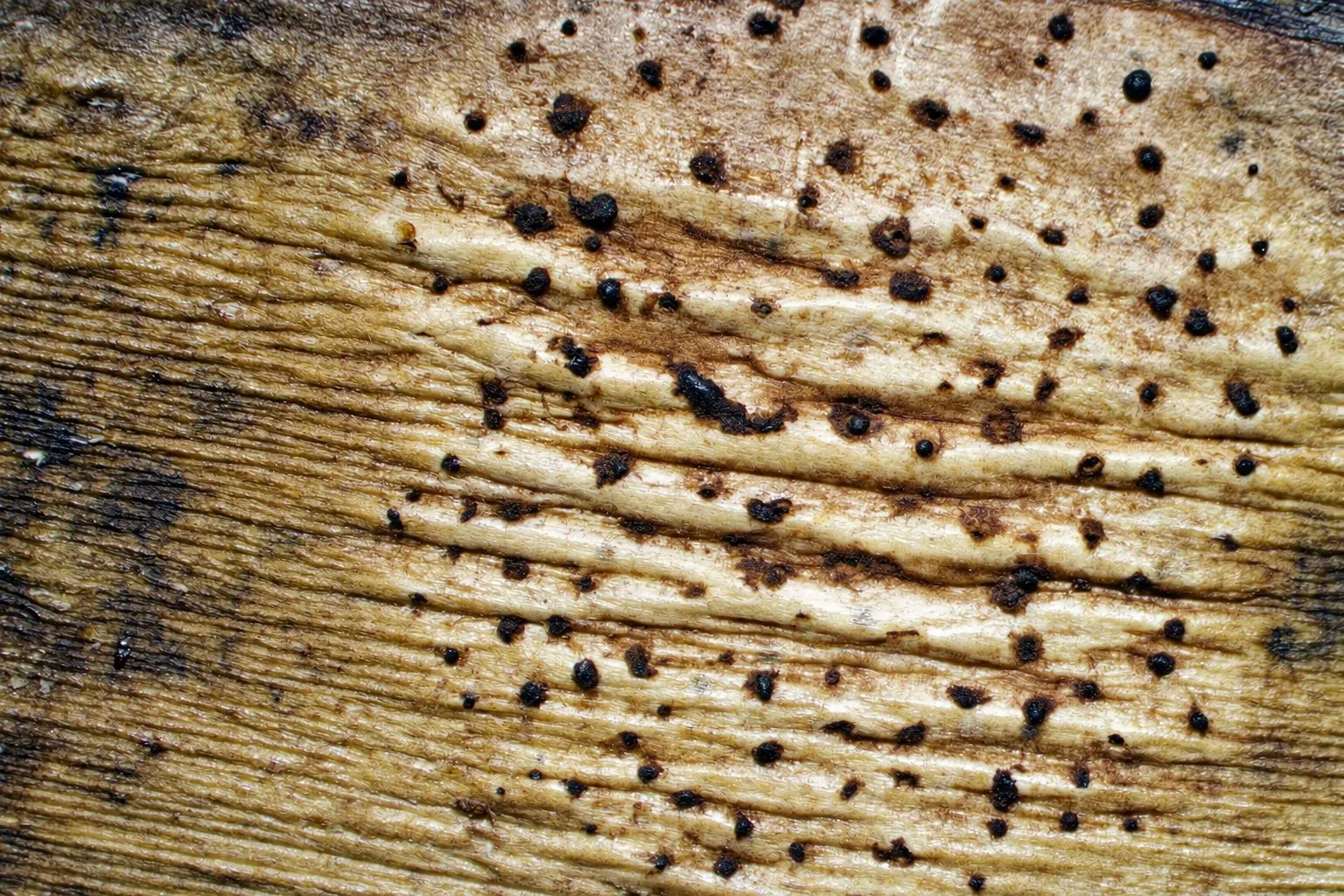 Estromas de Cocoicola californica exudando ascosporas