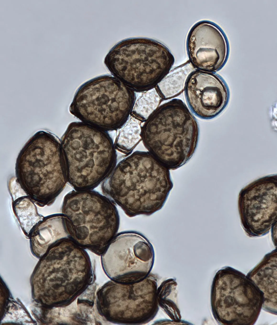 Arthrinium crenatum