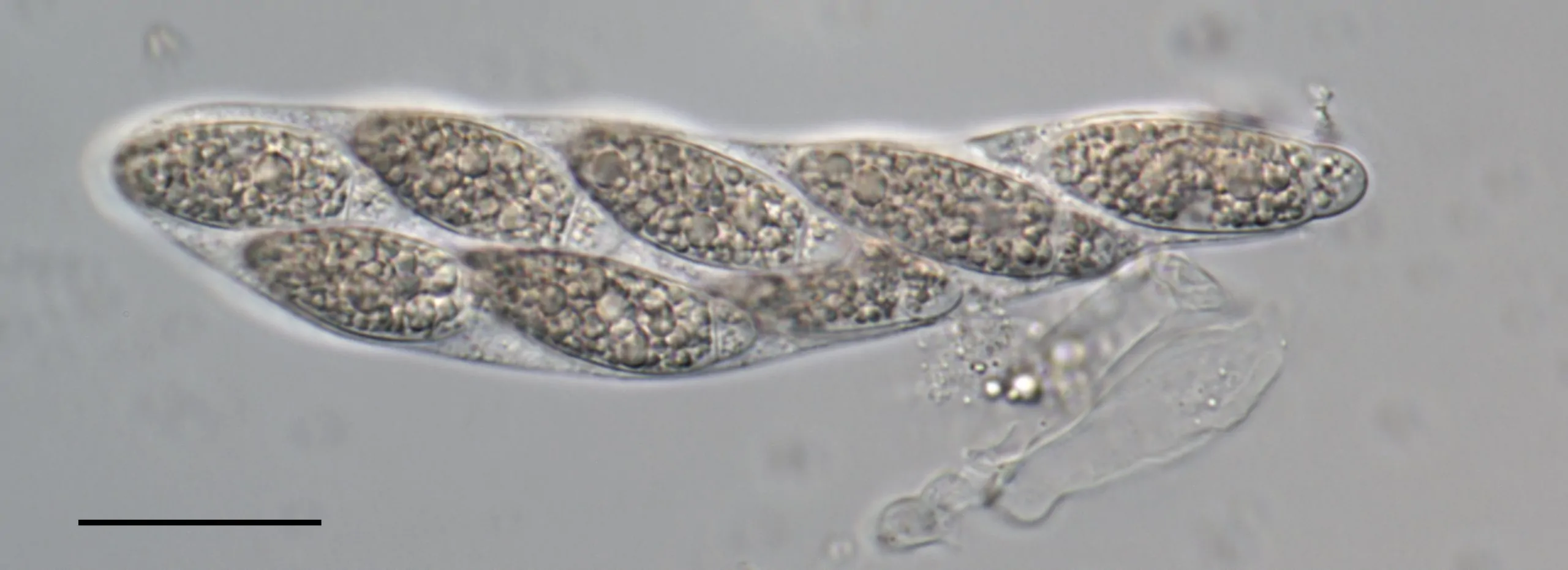 Ascos de Apiospora balearica