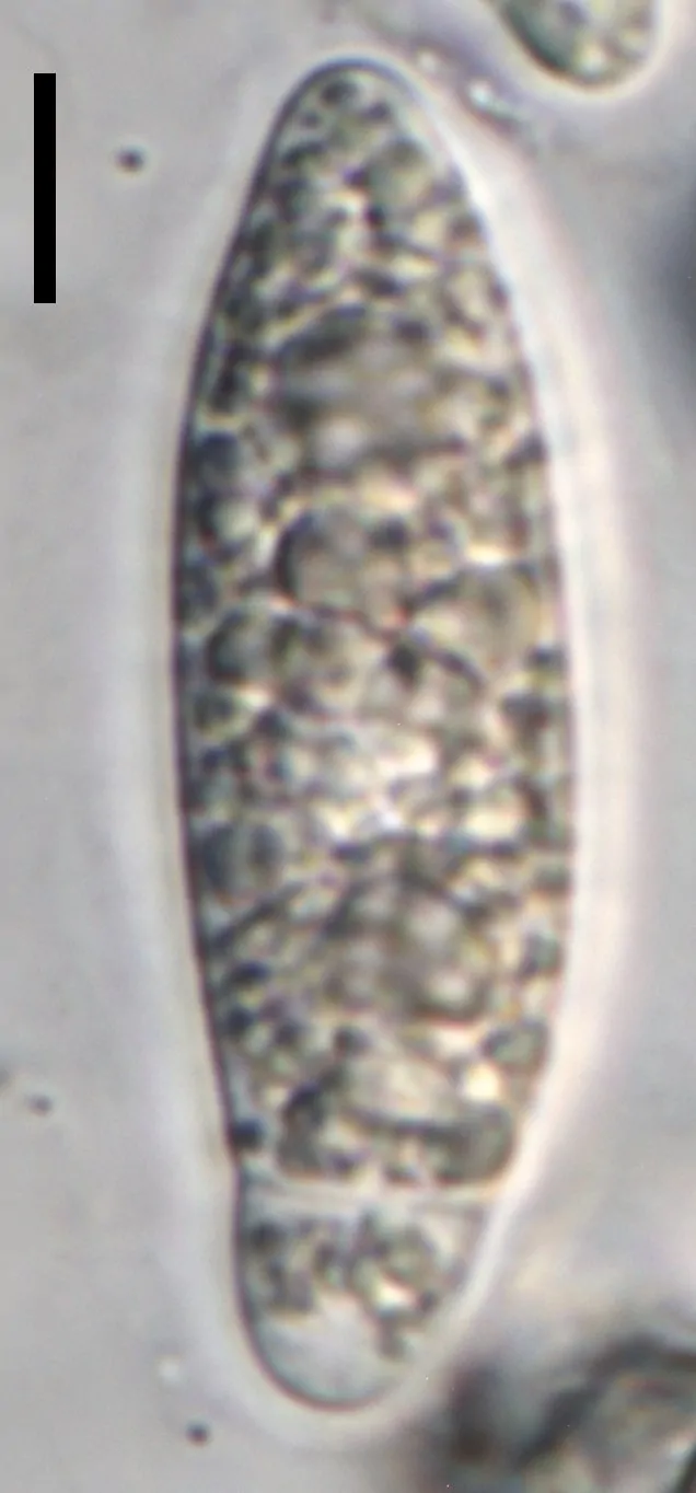 Ascosporas de Apiospora balearica