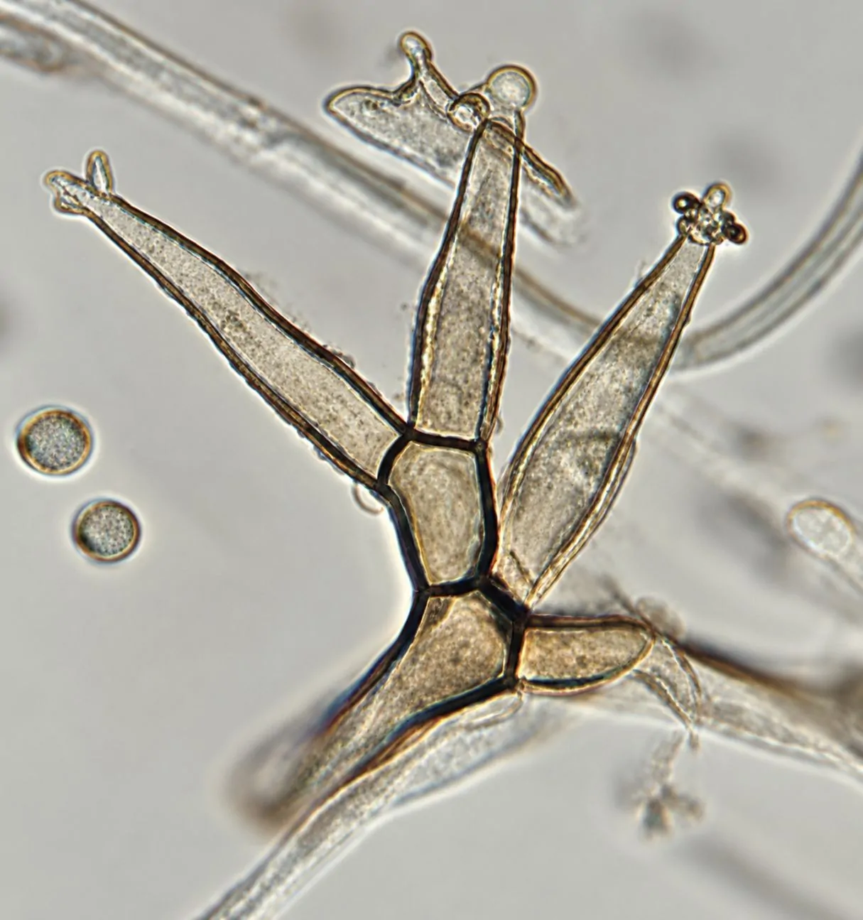 Pleurostoma richardsiae