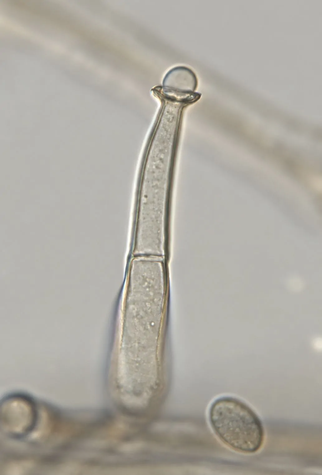 Fiálide de Pleurostoma richardsiae con collarete.