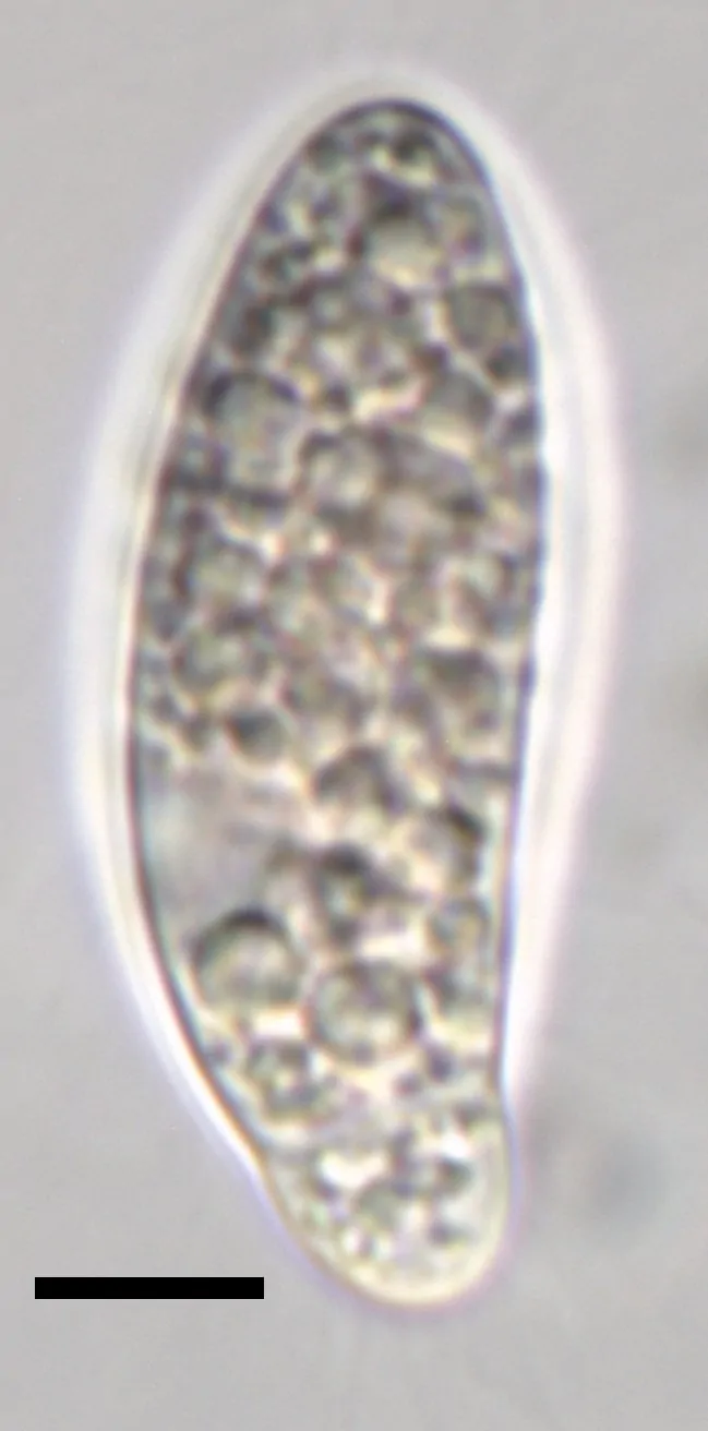 Ascospora de Apiospora balearica