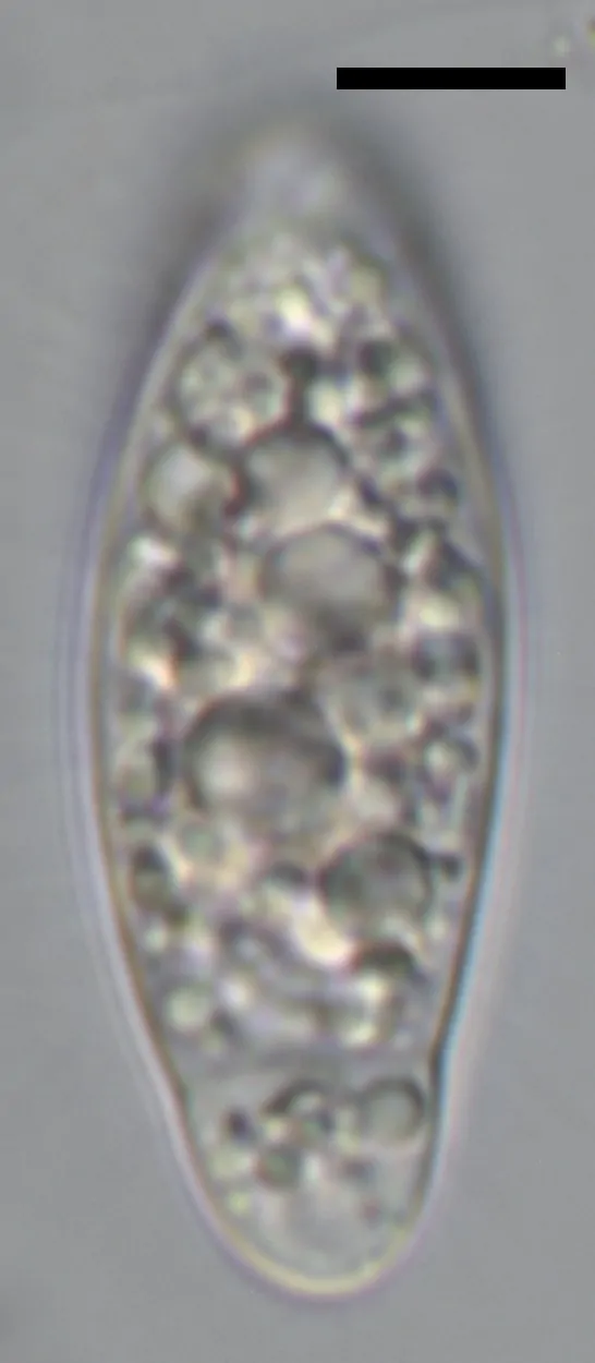 Ascosporas de Apiospora balearica